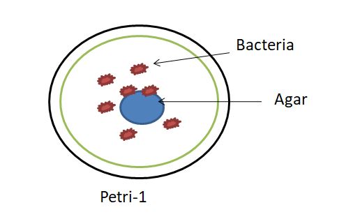 Petri dish for Positive and Negative Control