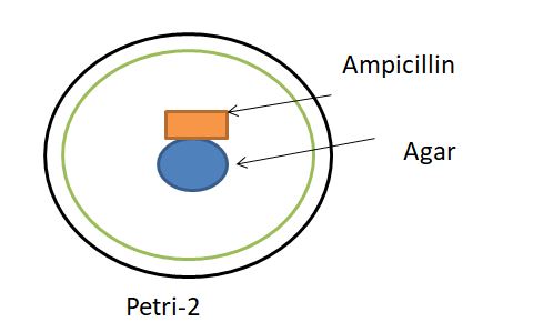 petri dish 2 for  Positive and Negative Control