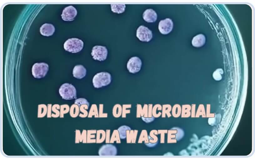 Disposal of Microbial Media in Microbiology