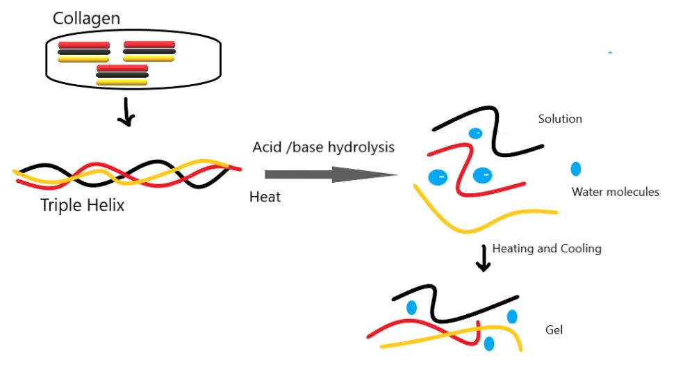 Hydrolysis of  Hard Gelatin Capsules